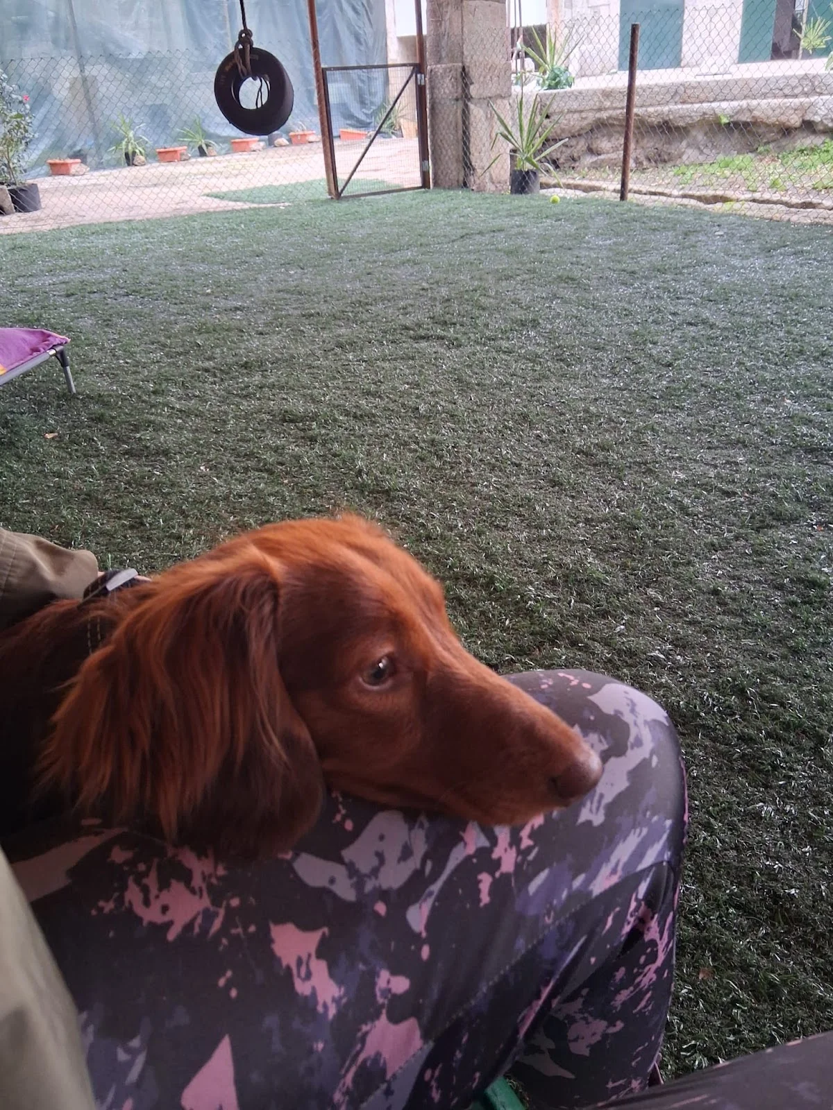 PetGuardian — 2