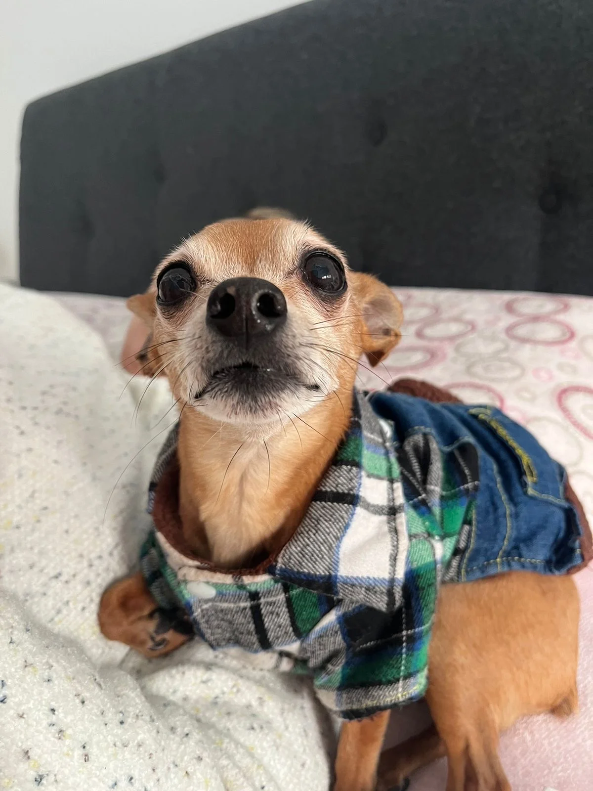 Vet Ben - Clínica Veterinária — 2