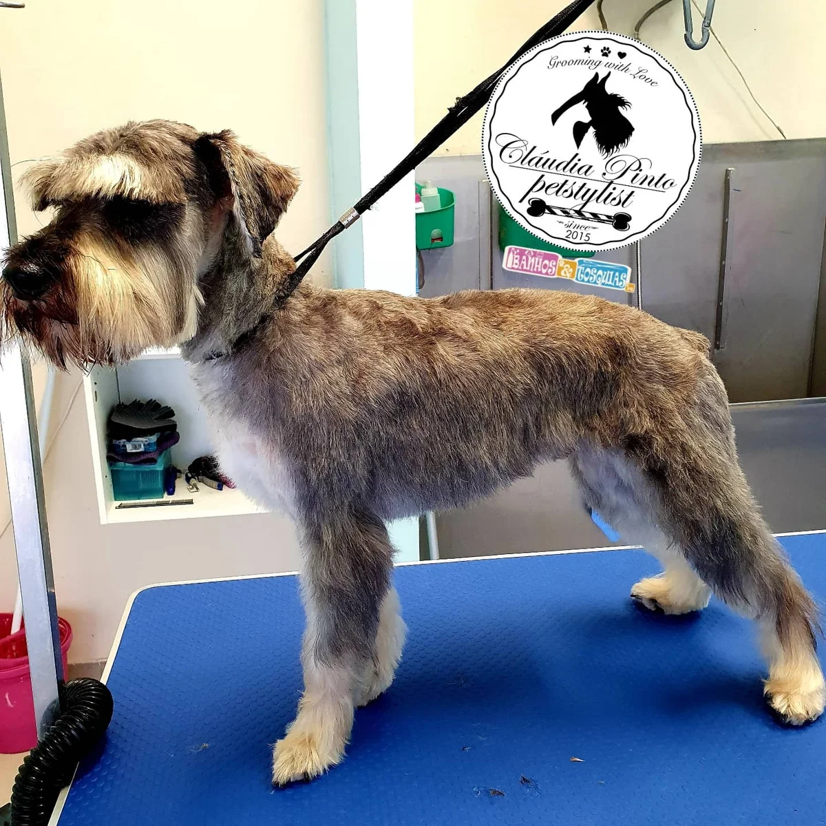 Banhos & Tosquias | Cláudia Pinto Grooming — 2
