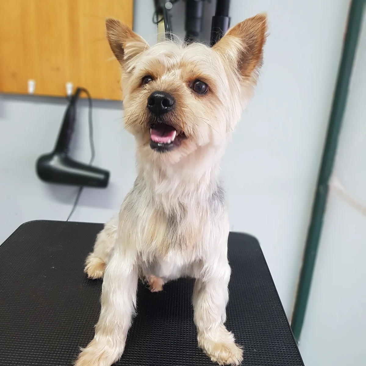 Banhos & Tosquias | Cláudia Pinto Grooming — 3