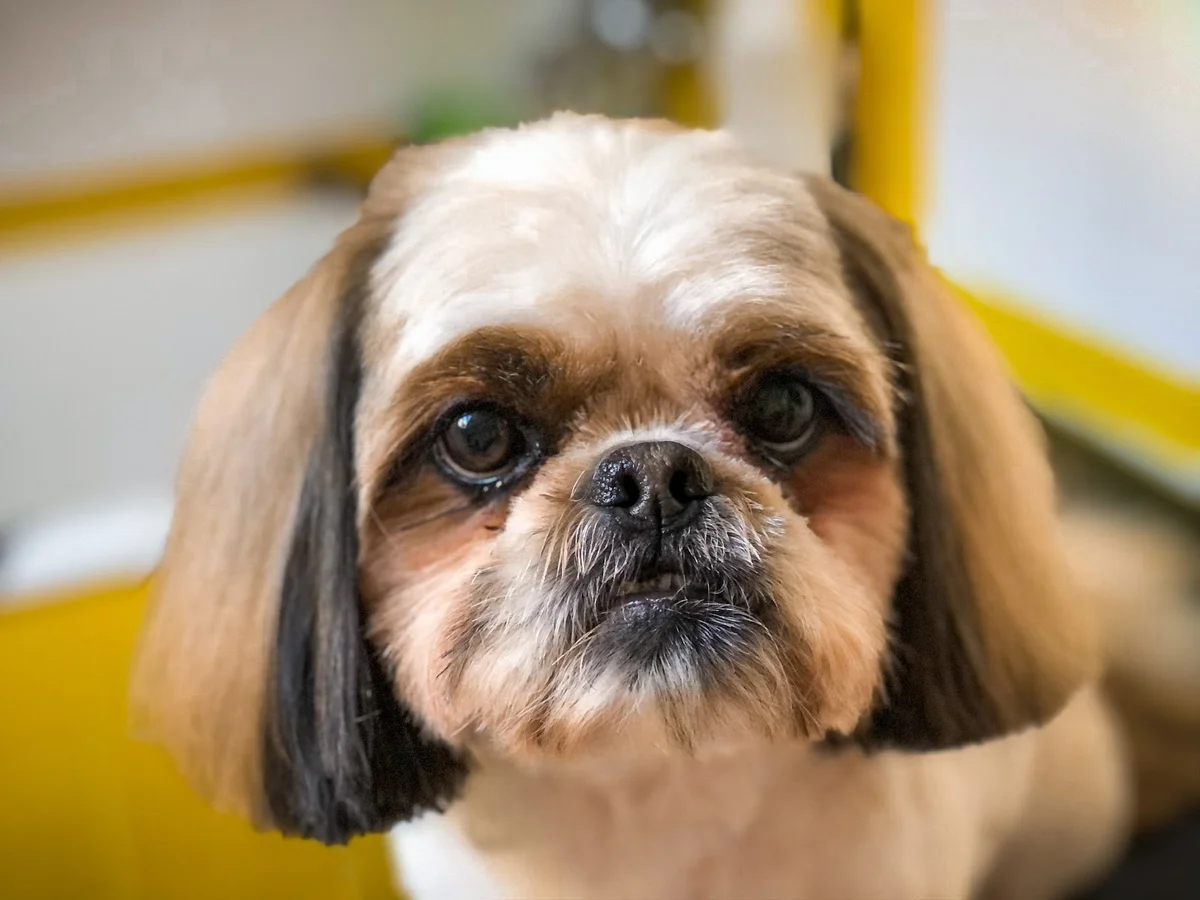 Banho Pró Cão