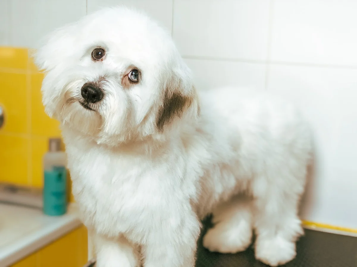 Banho Pró Cão — 2