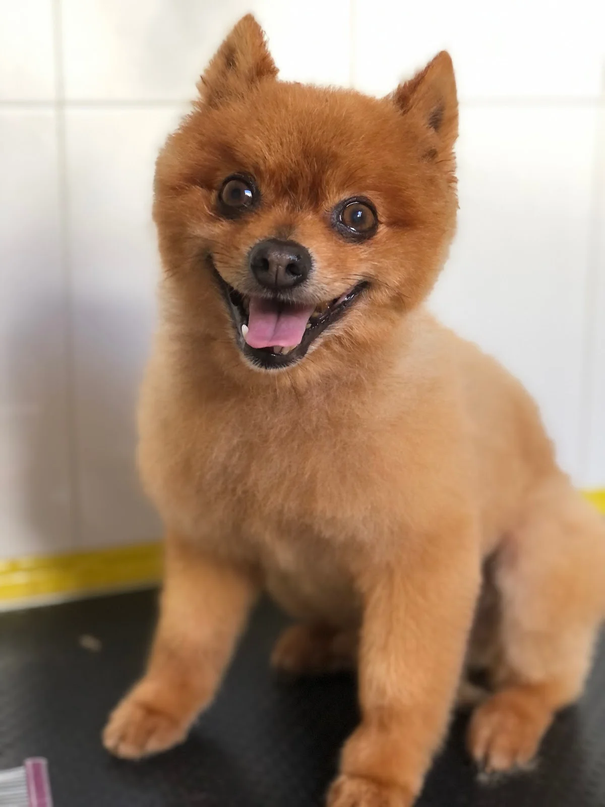 Banho Pró Cão — 3