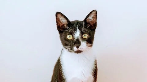Clínica dos Gatos - Clínica Veterinária