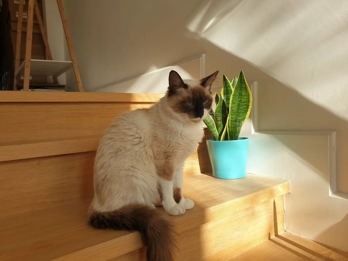 Clínica dos Gatos - Clínica Veterinária — 3