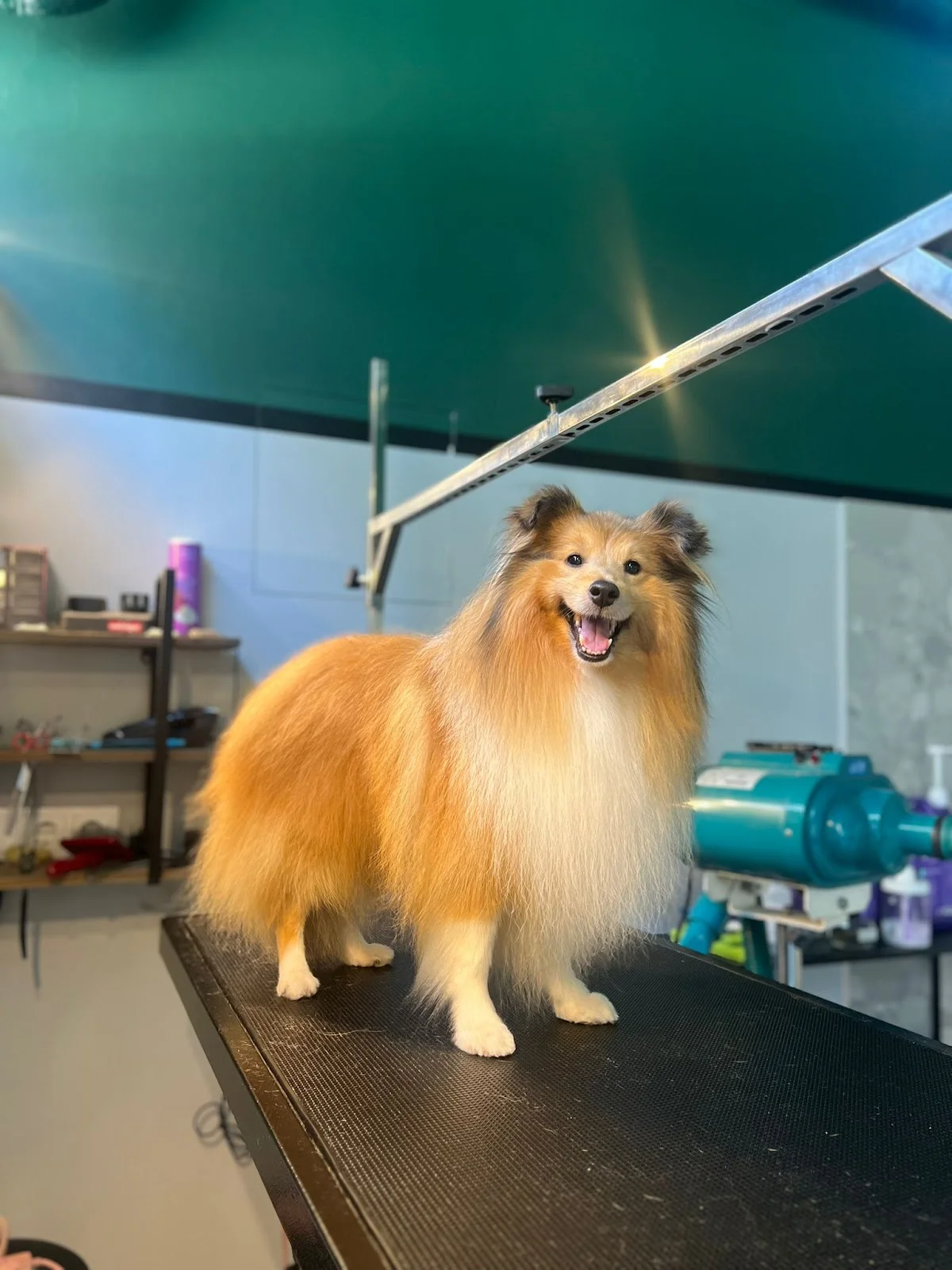 Sploot Grooming — 2