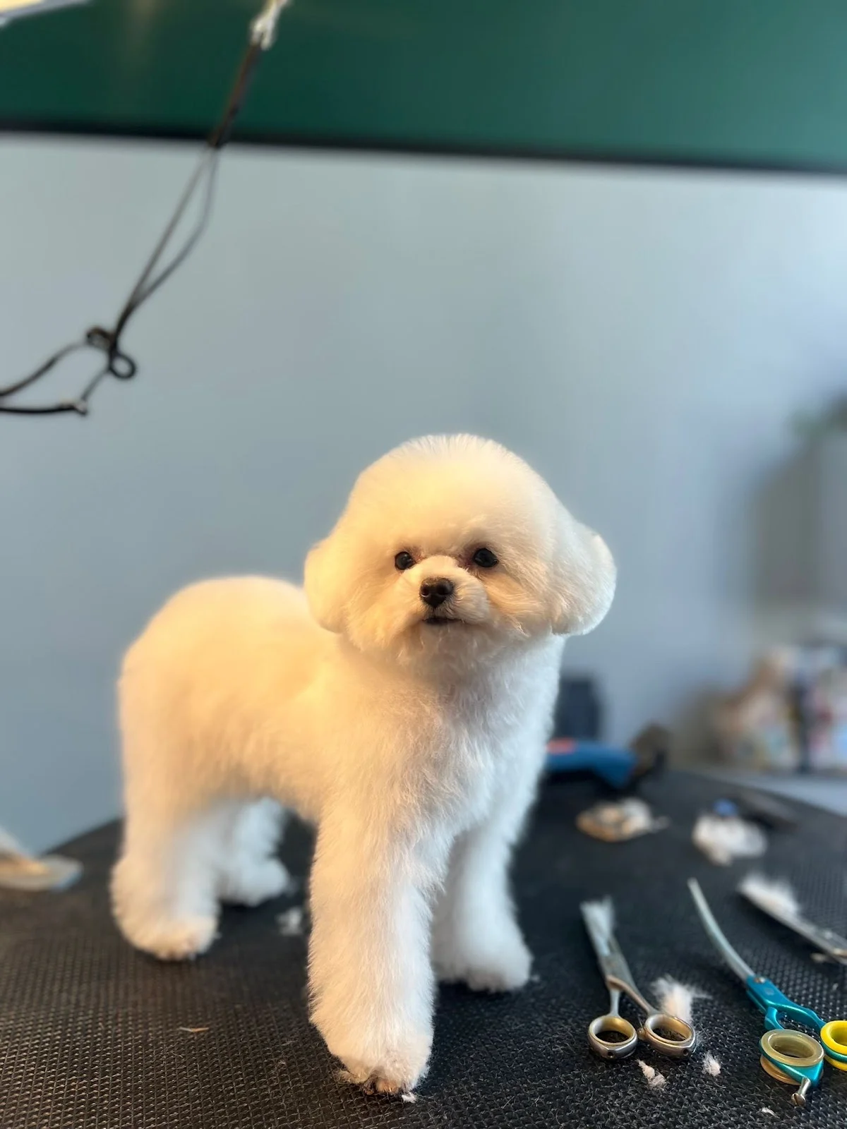 Sploot Grooming — 3