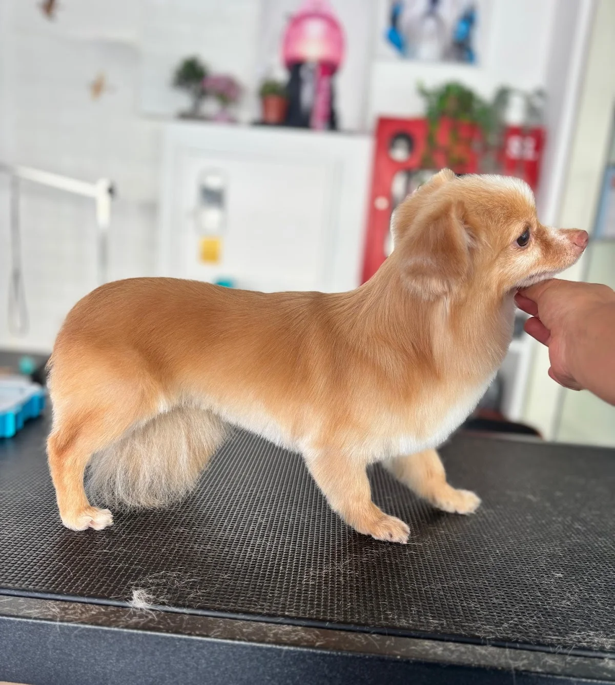Dani Pet — 3