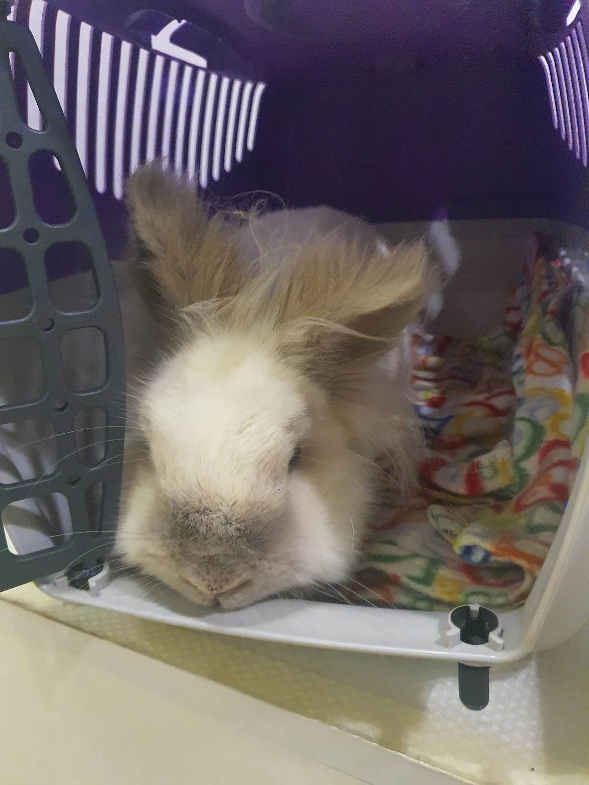 VetOlaias - Clínica Veterinária