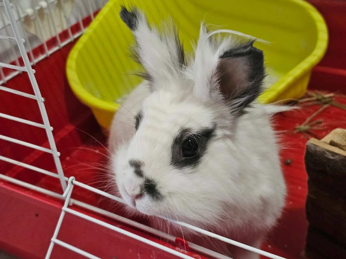VetOlaias - Clínica Veterinária — 2