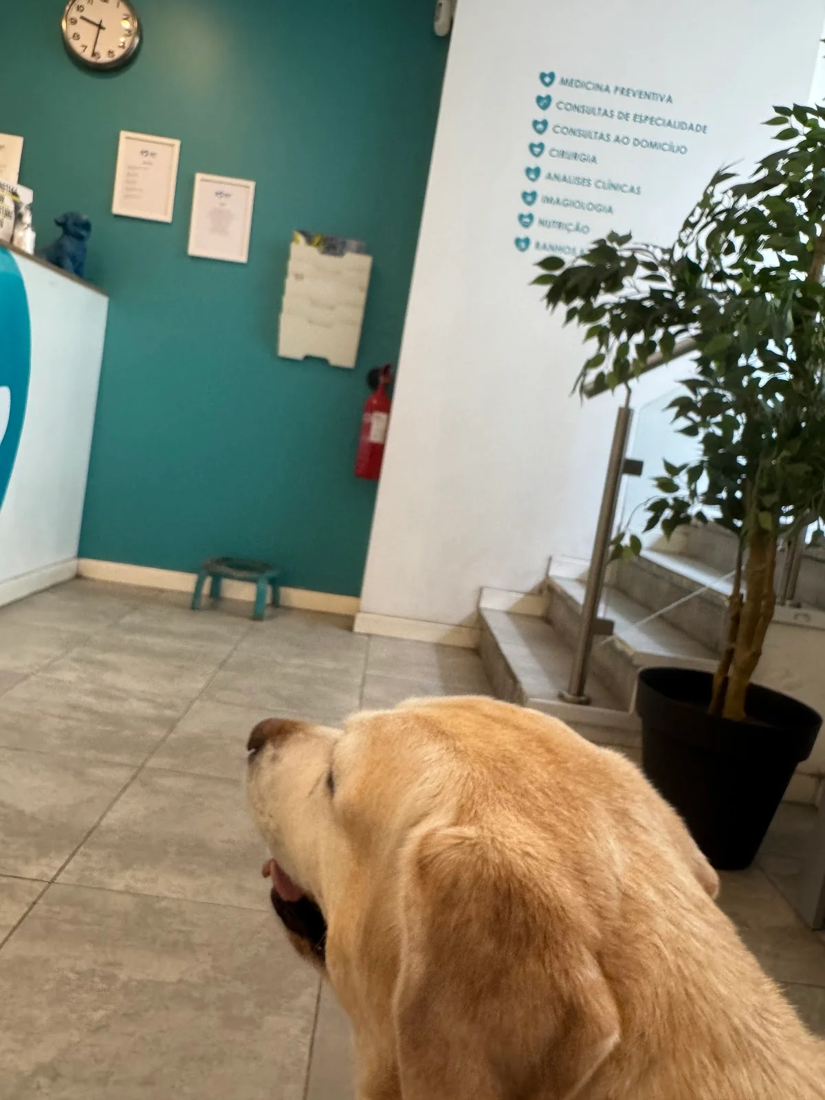 Clínica Veterinária Infante Santo