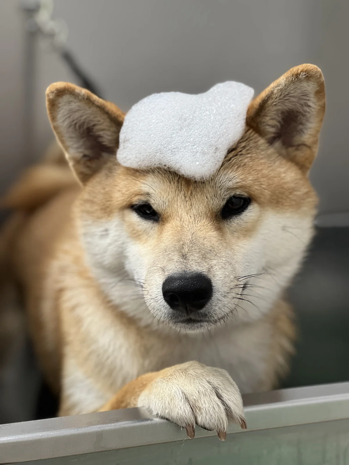 PawsN'Surf Grooming
