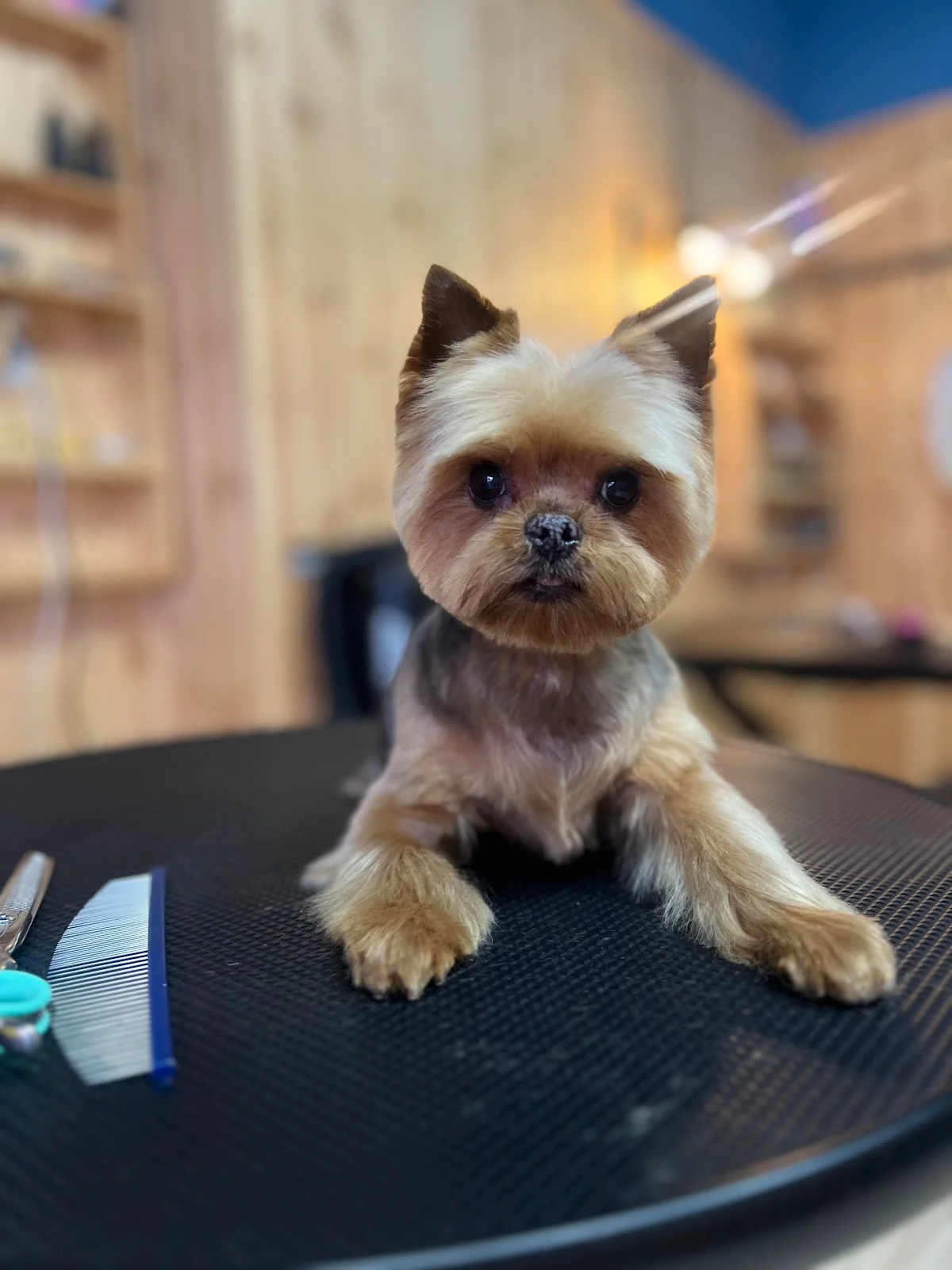 PawsN'Surf Grooming — 3