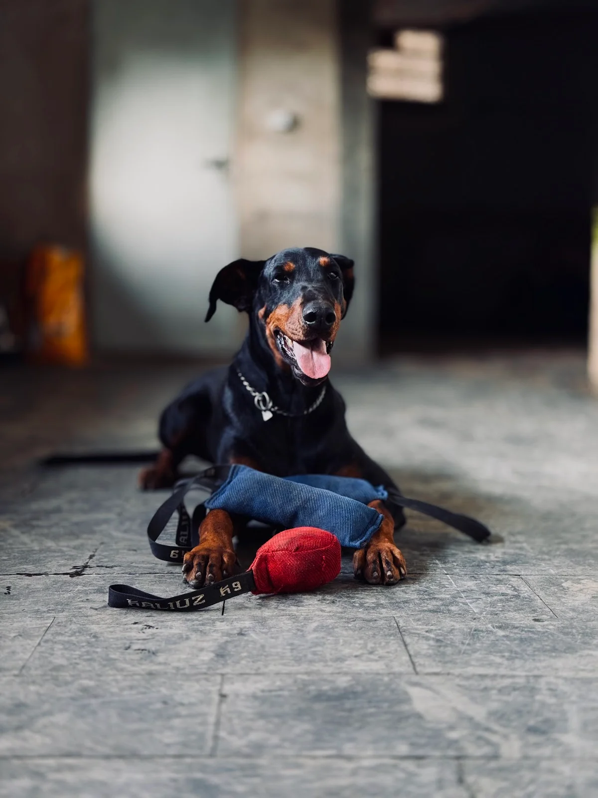 Red Guard K9 — 2