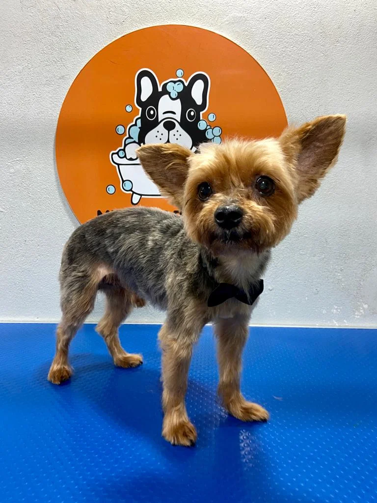 Mimos e Banhos Pet Care — 2