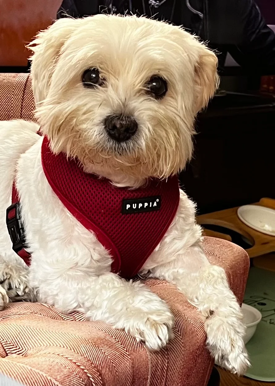 Pet Ways Alvalade — 2