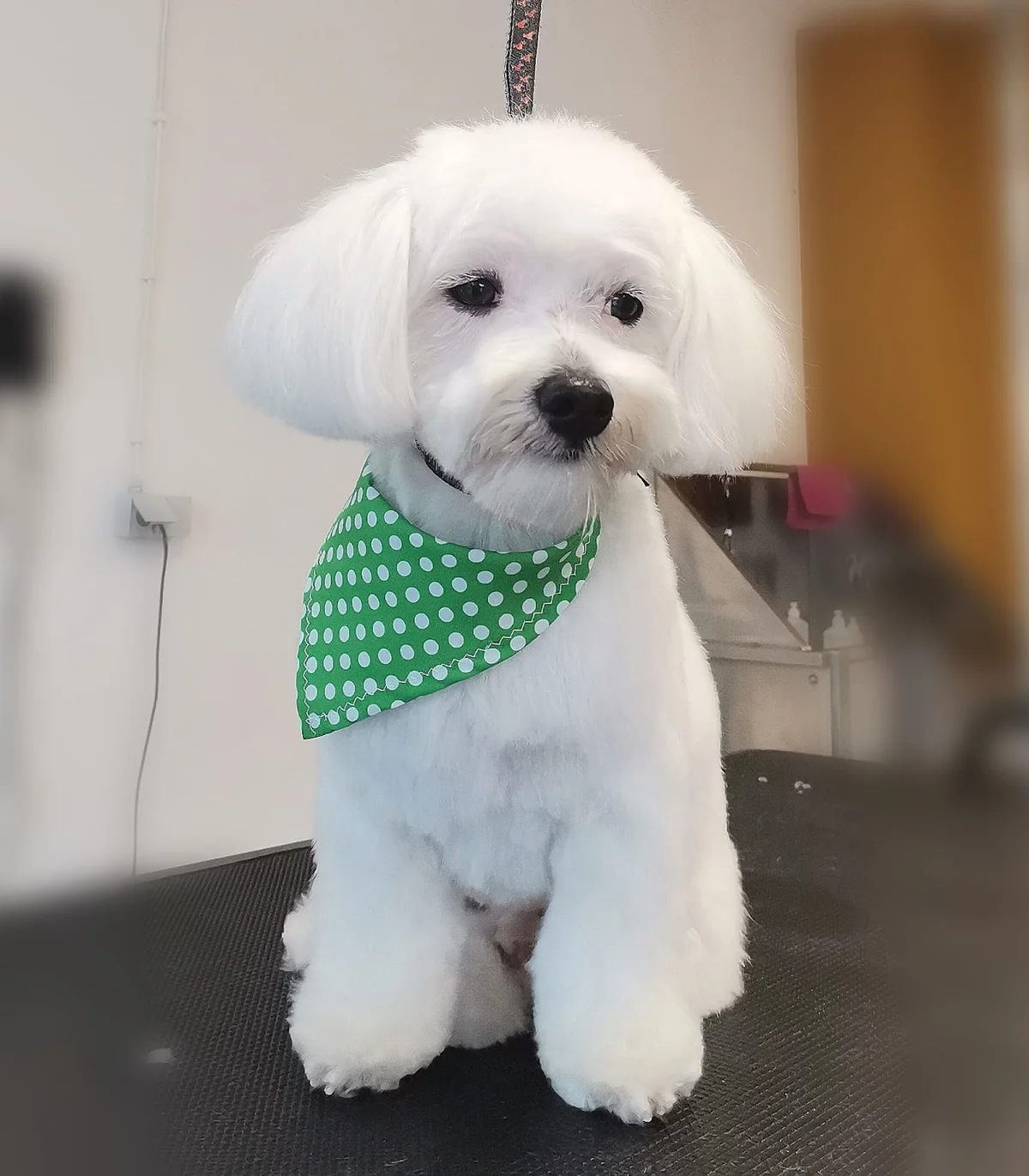 Dogs in the City — 3