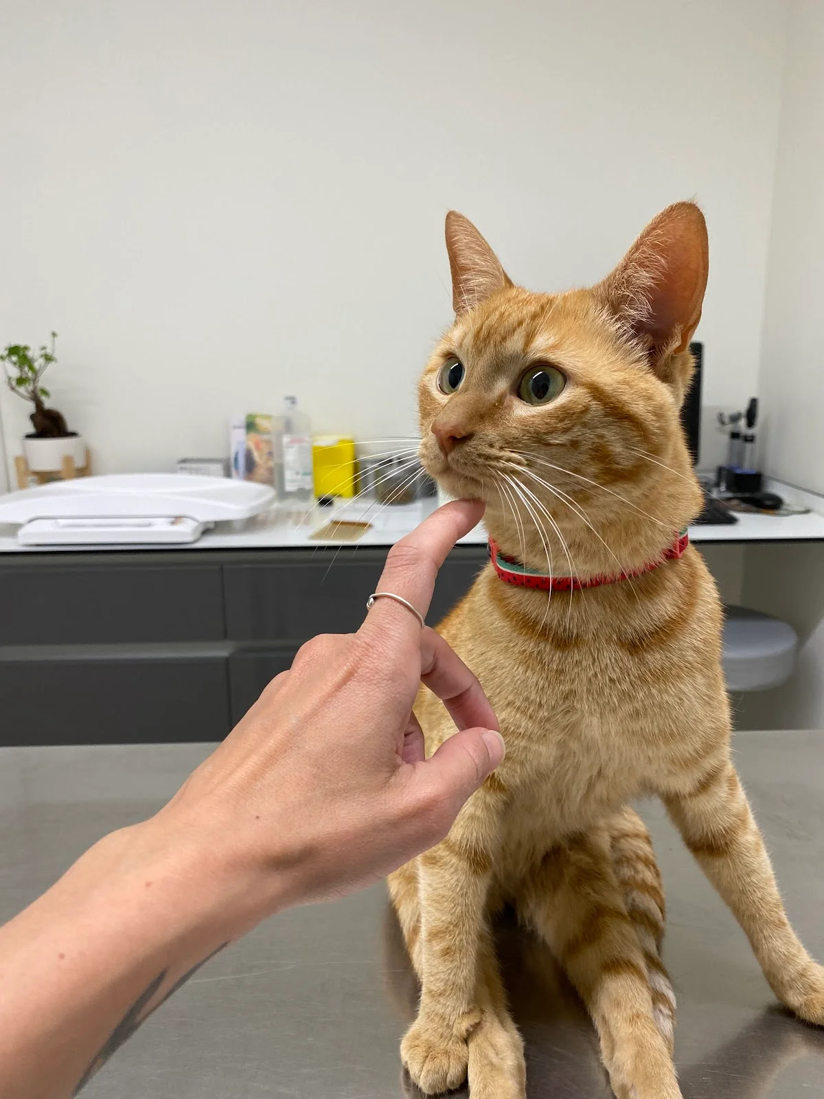 AniCura Santa Marinha Hospital Veterinário — 3