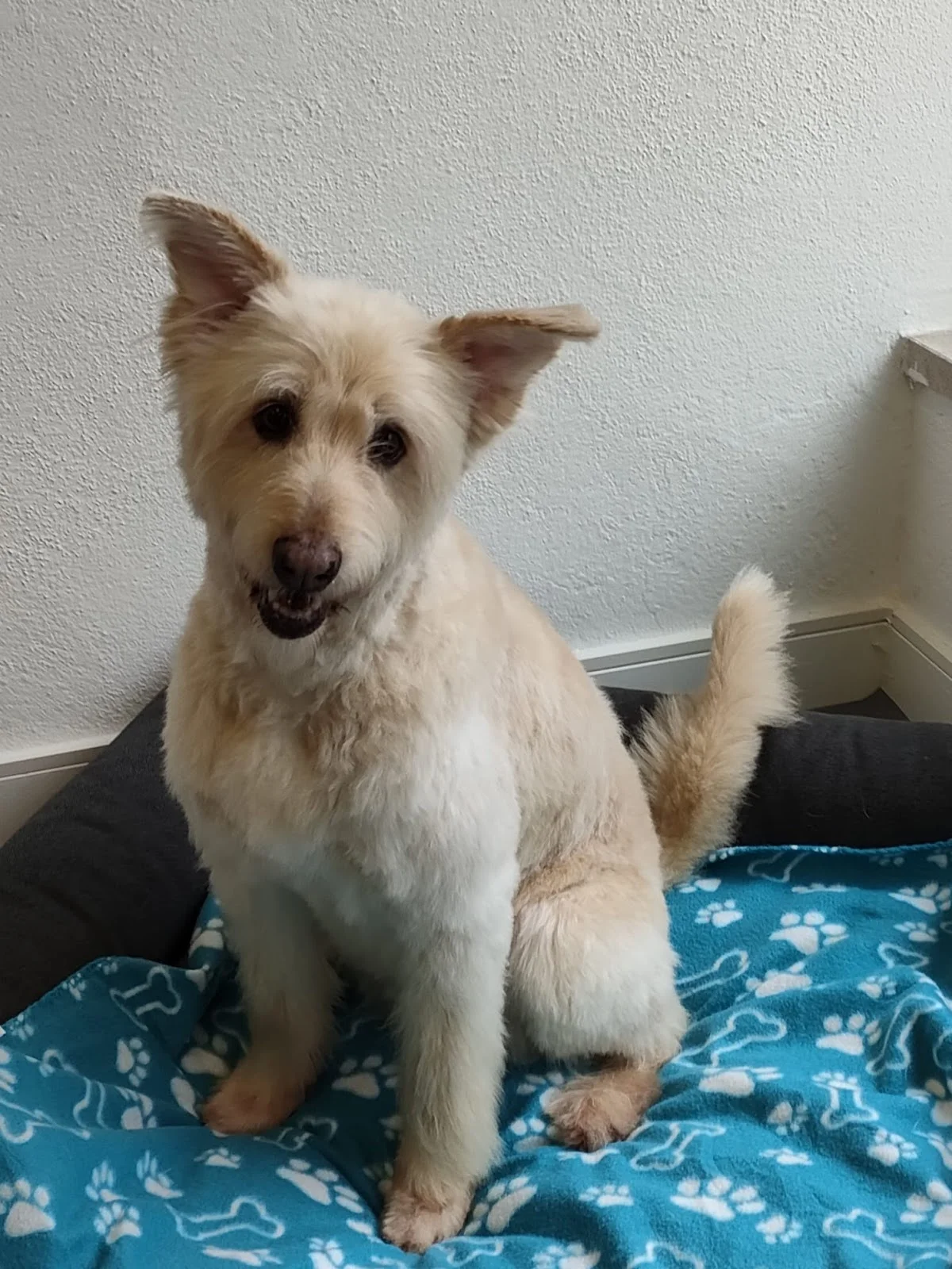 Slow Groom - grooming low stress — 3