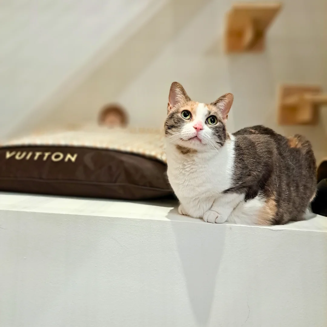 Petssionate Boutique Hotel — 2