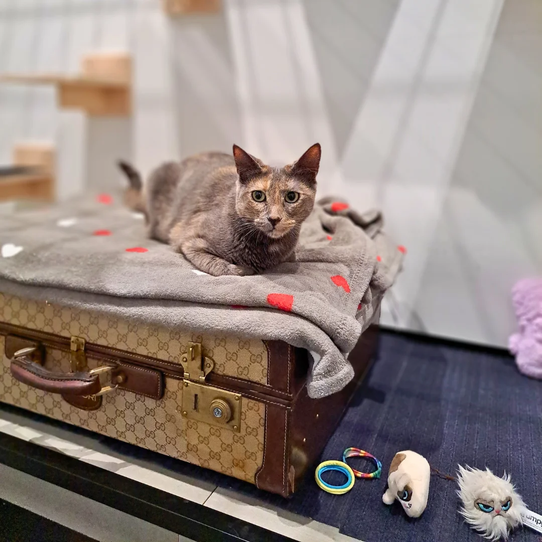 Petssionate Boutique Hotel — 3