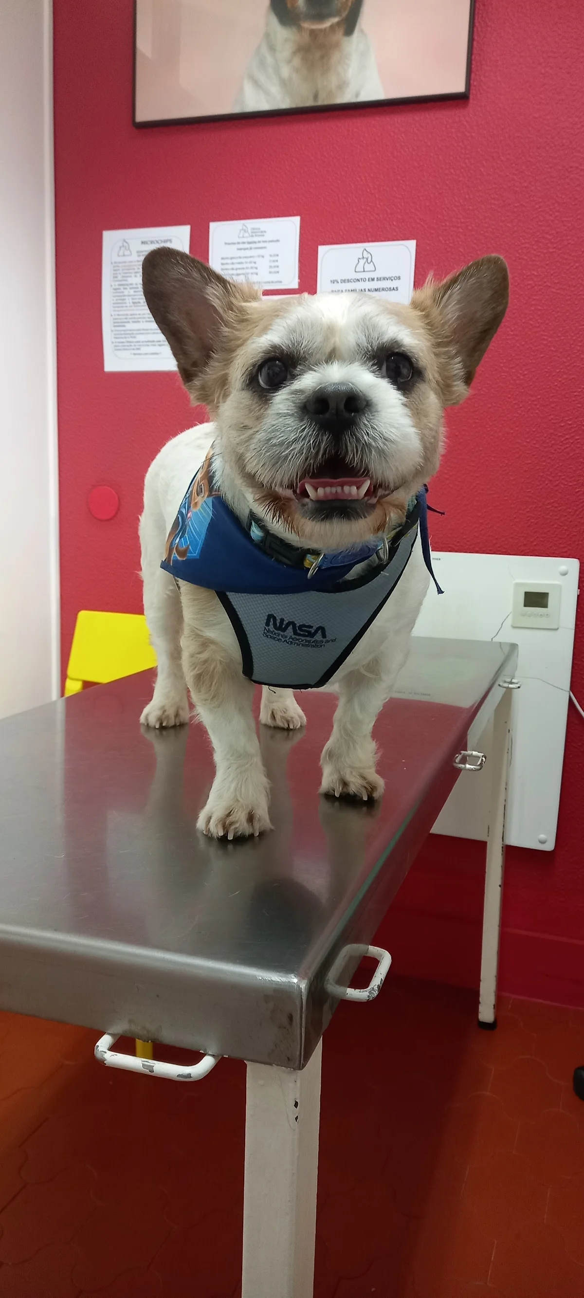 Clínica Veterinária da Areosa - Porto — 3
