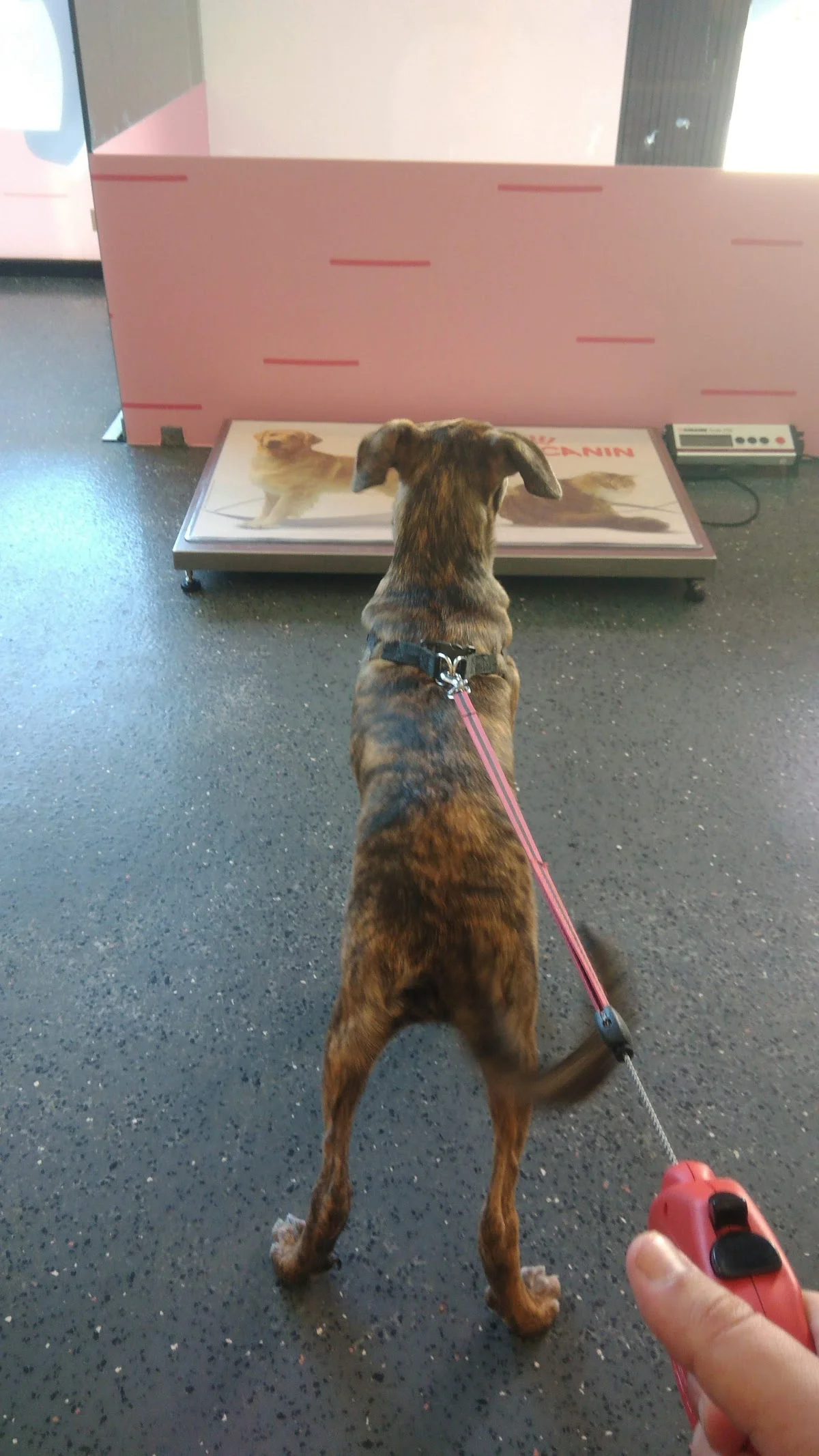 Hospital Veterinário da Maia — 2