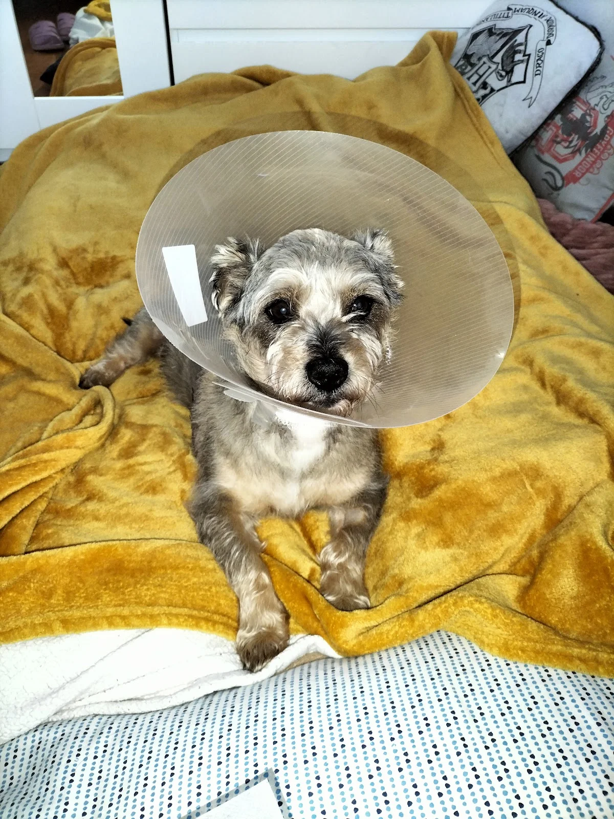 Hospital Veterinário da Maia — 3