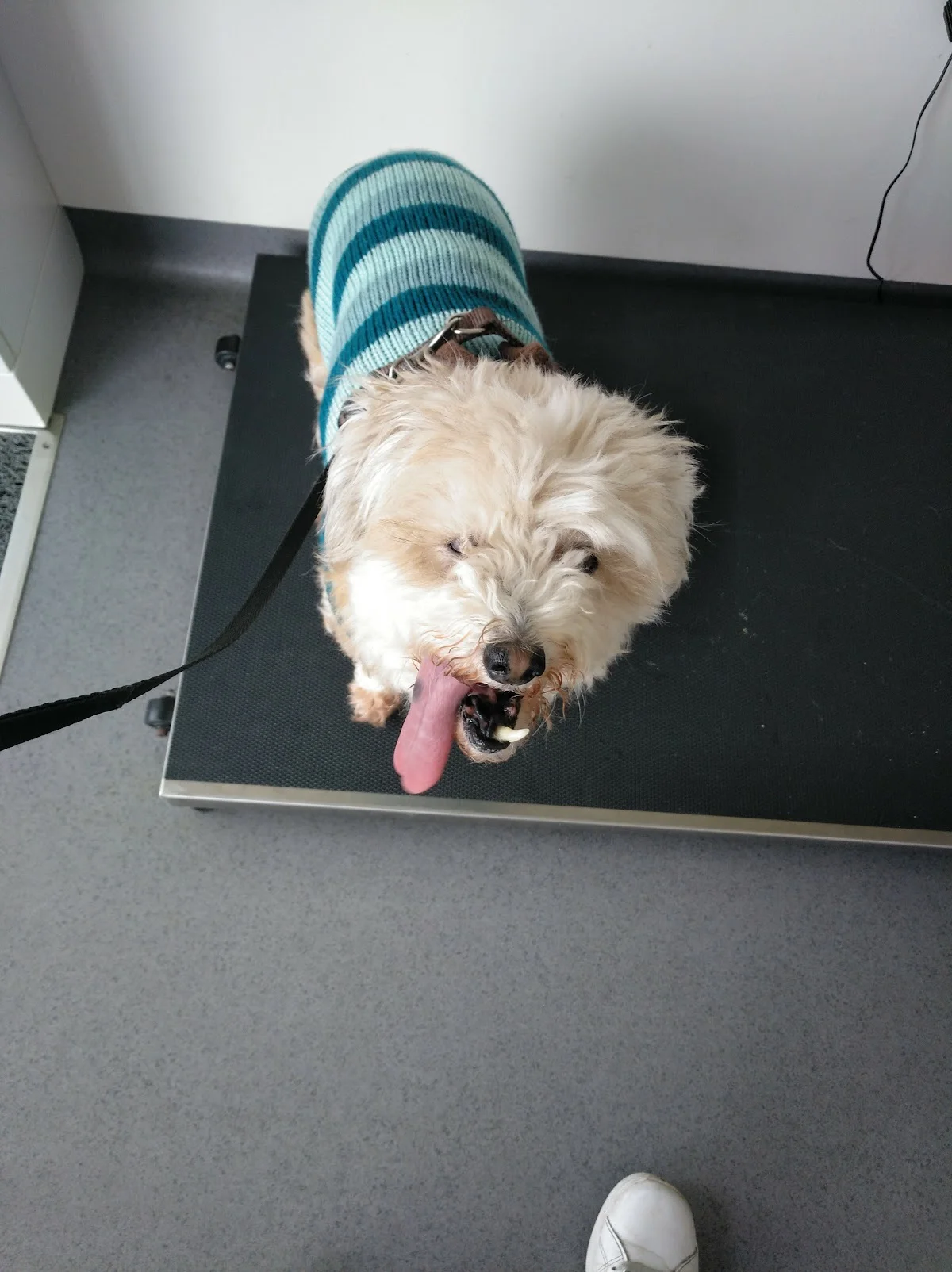 Clínica Veterinária Dra Patrícia Guimarães