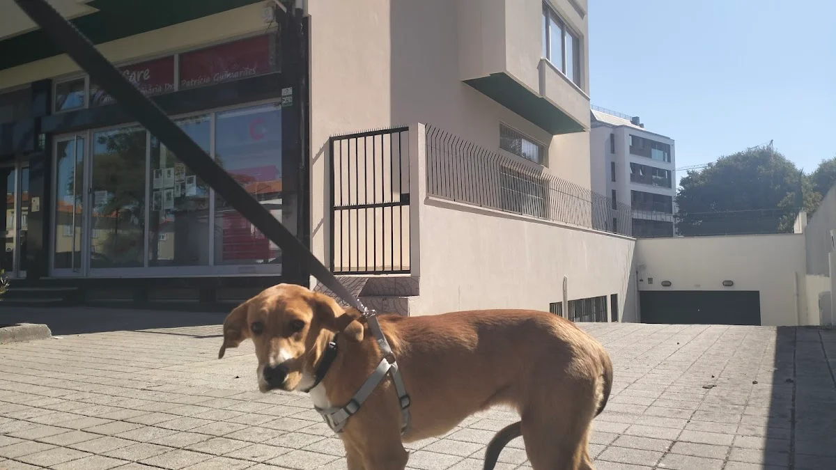 Clínica Veterinária Dra Patrícia Guimarães — 2