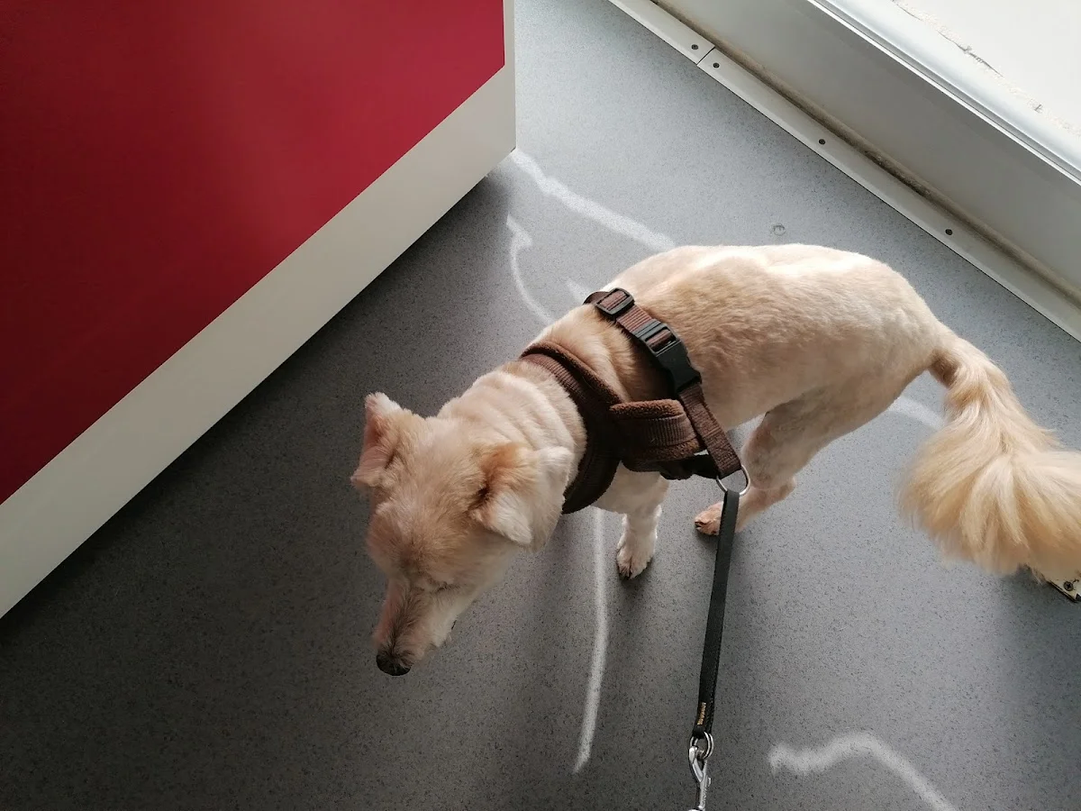 Clínica Veterinária Dra Patrícia Guimarães — 3