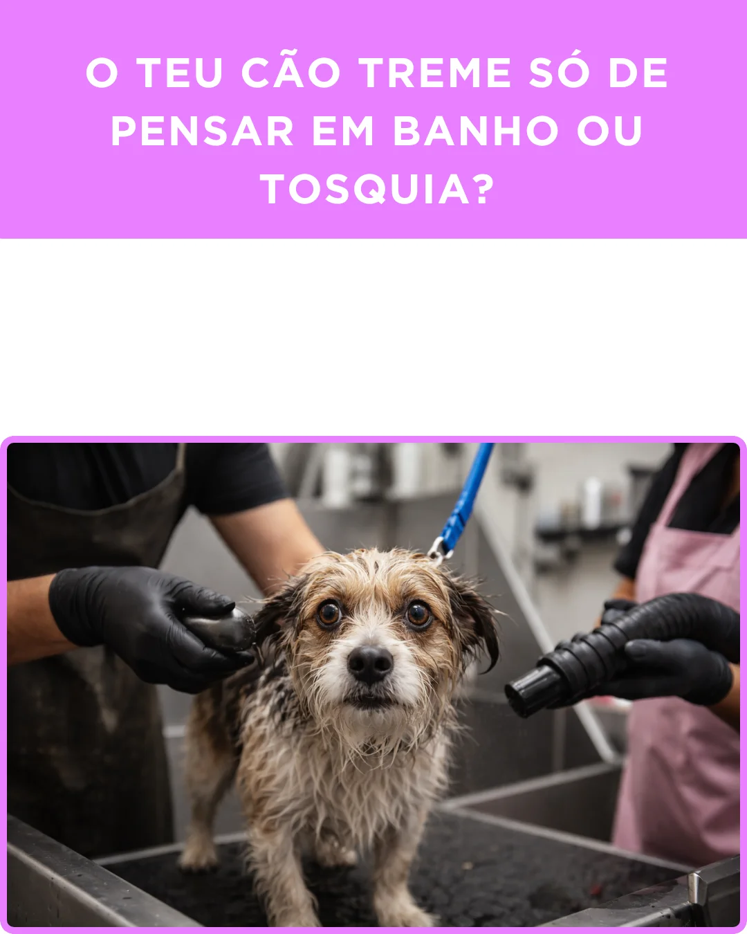 Tia Bá | Bárbara Azevedo - Banhos e Tosquias — 3