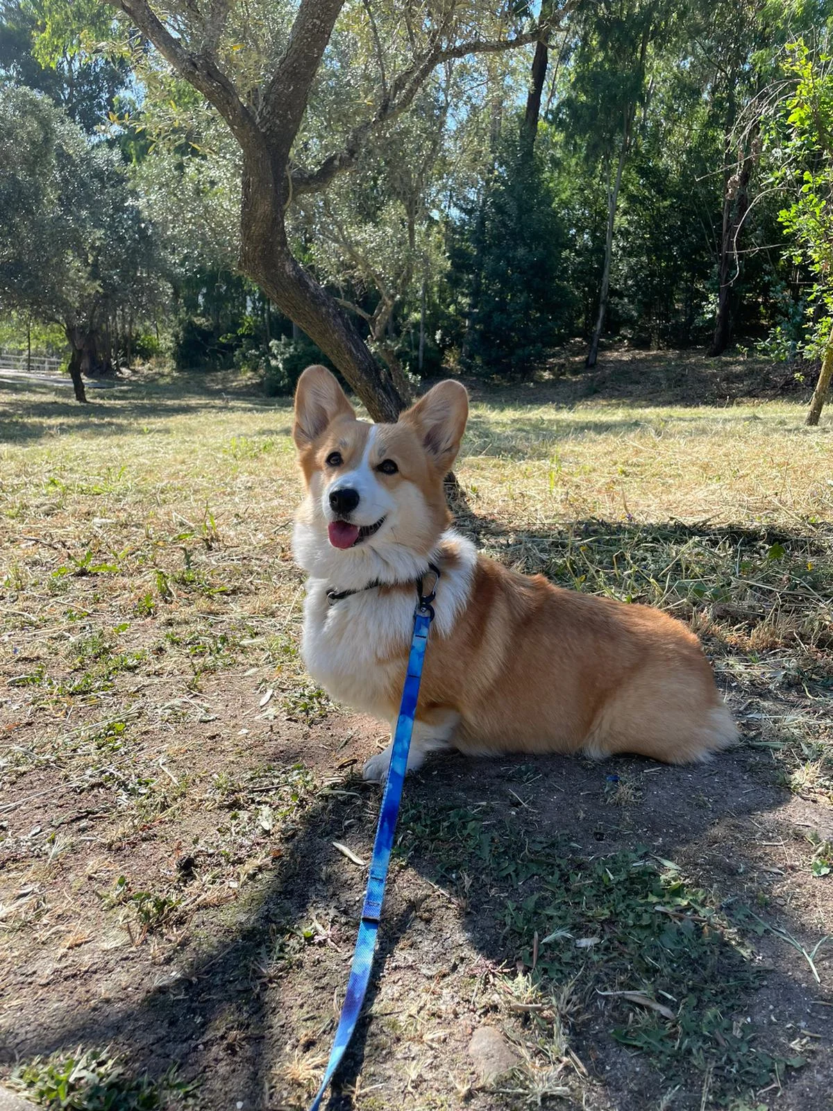 Judá Petlover Petsitting — 3