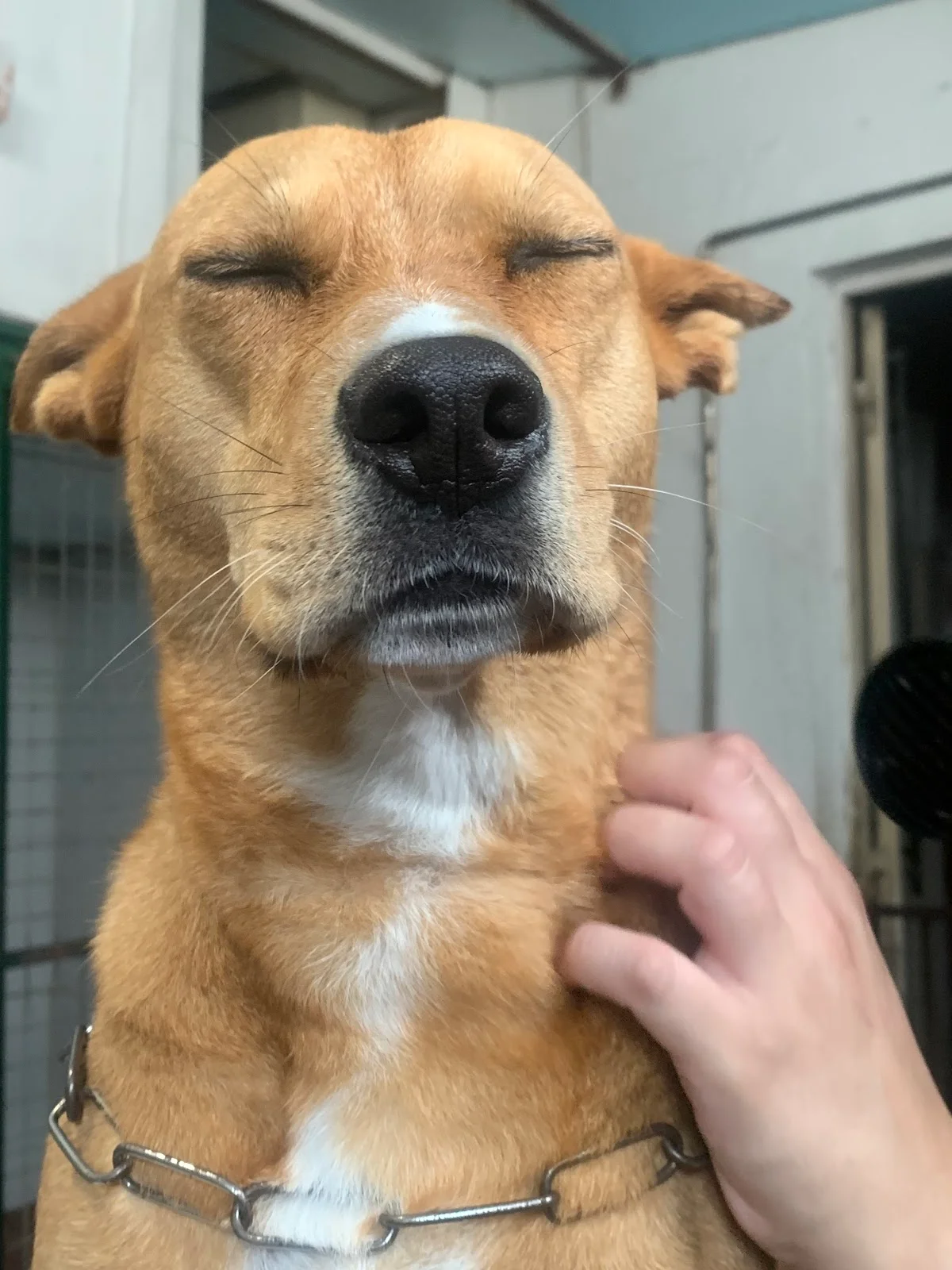 Mundo Animal — 3