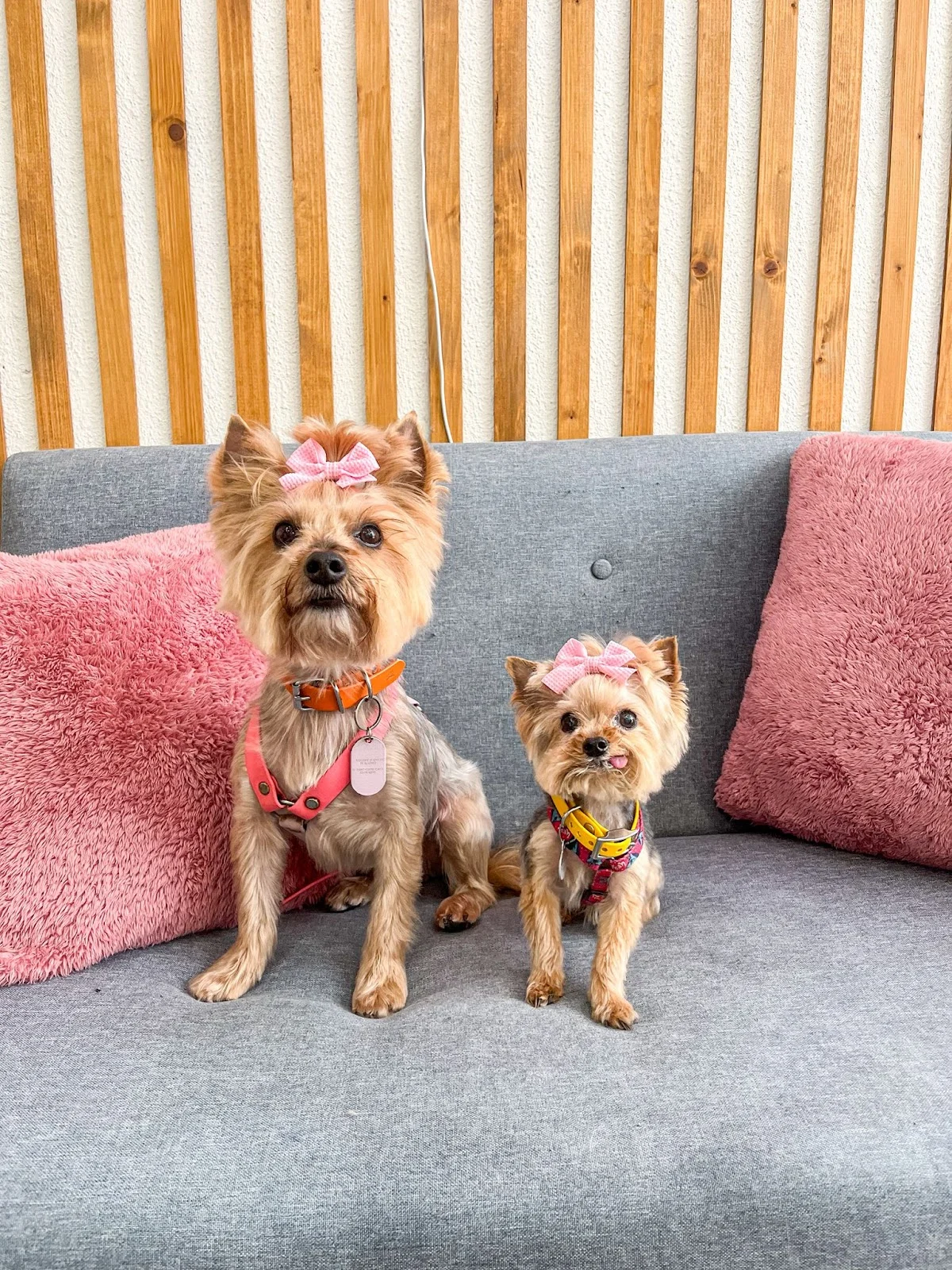 Bempo Spa – Grooming & Bem-Estar Animal