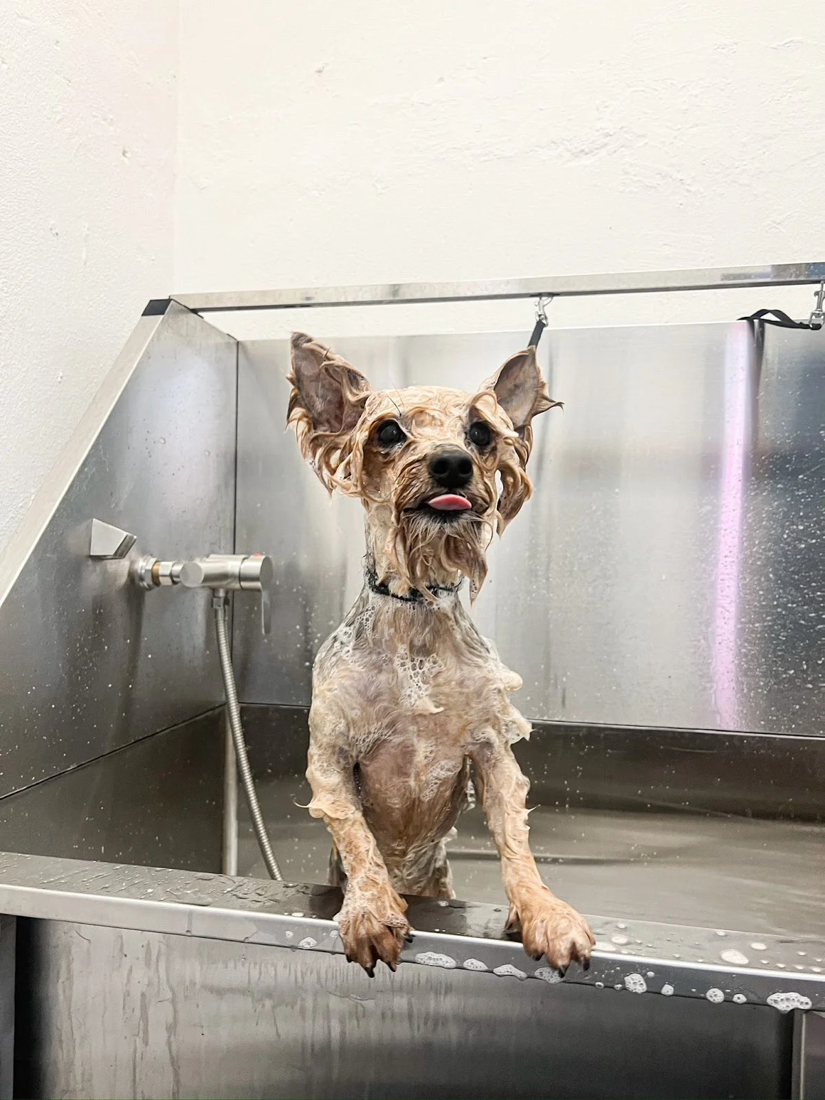 Bempo Spa – Grooming & Bem-Estar Animal — 2