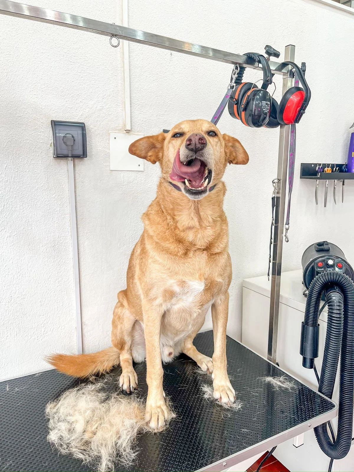 Bempo Spa – Grooming & Bem-Estar Animal — 3