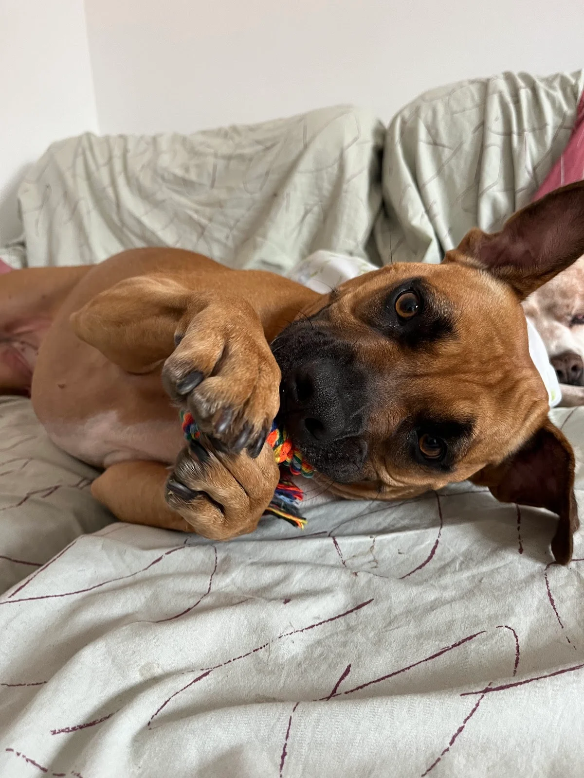 Os Pets da Inês — 3
