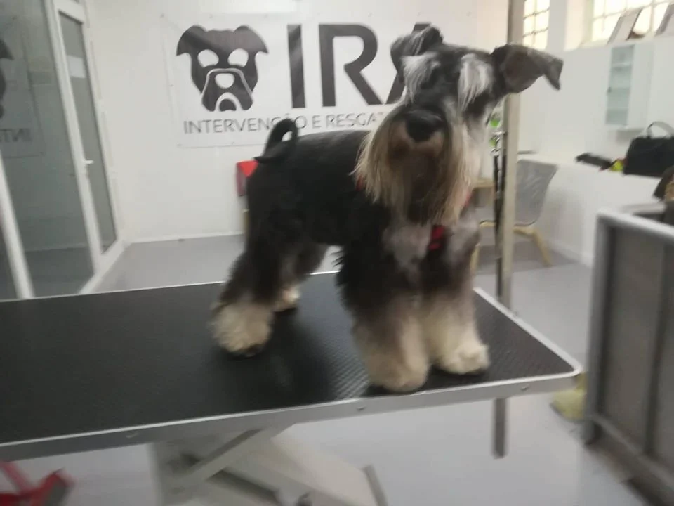 IRAvet