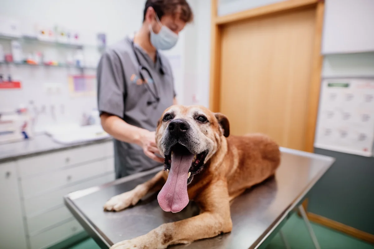 Onevet Clínica Veterinária Rio Tinto