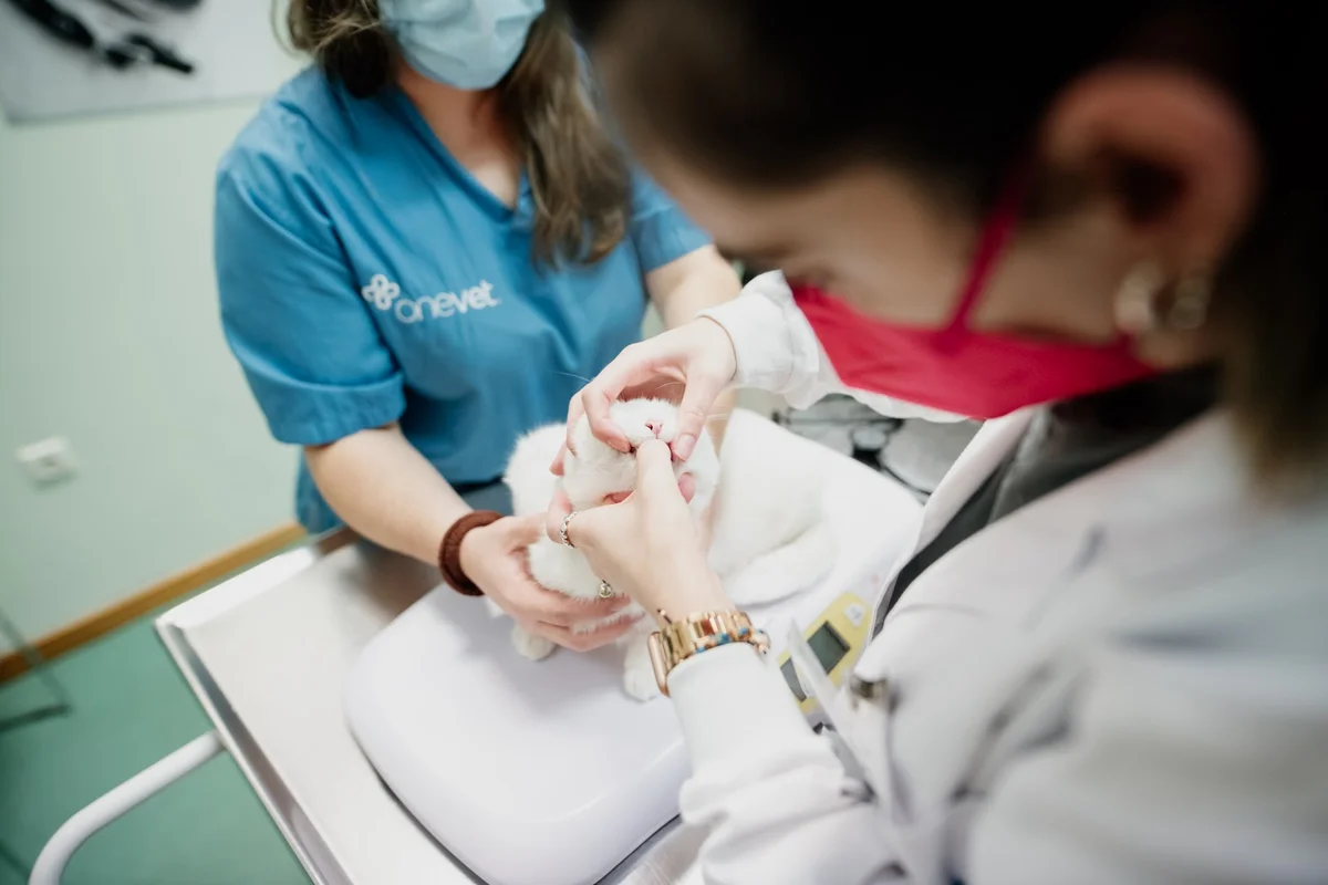 Onevet Clínica Veterinária Rio Tinto — 2