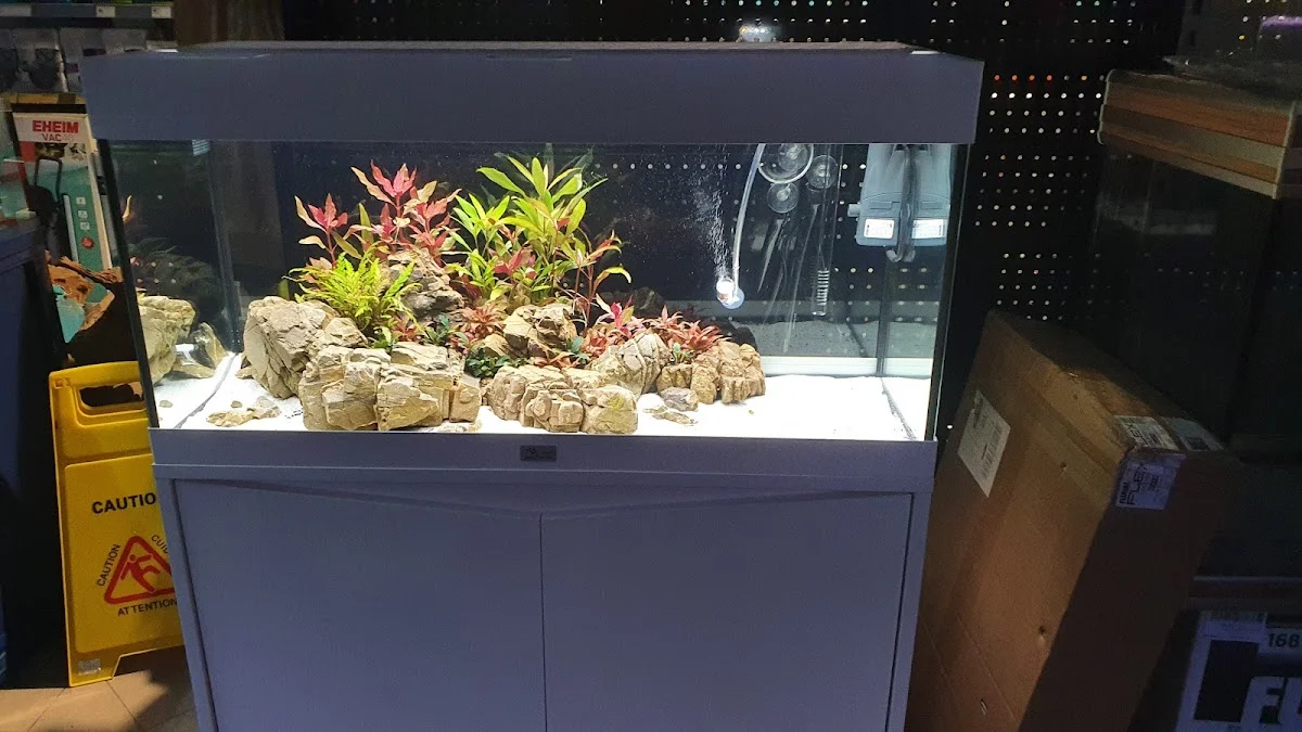 Aquaplante — 2