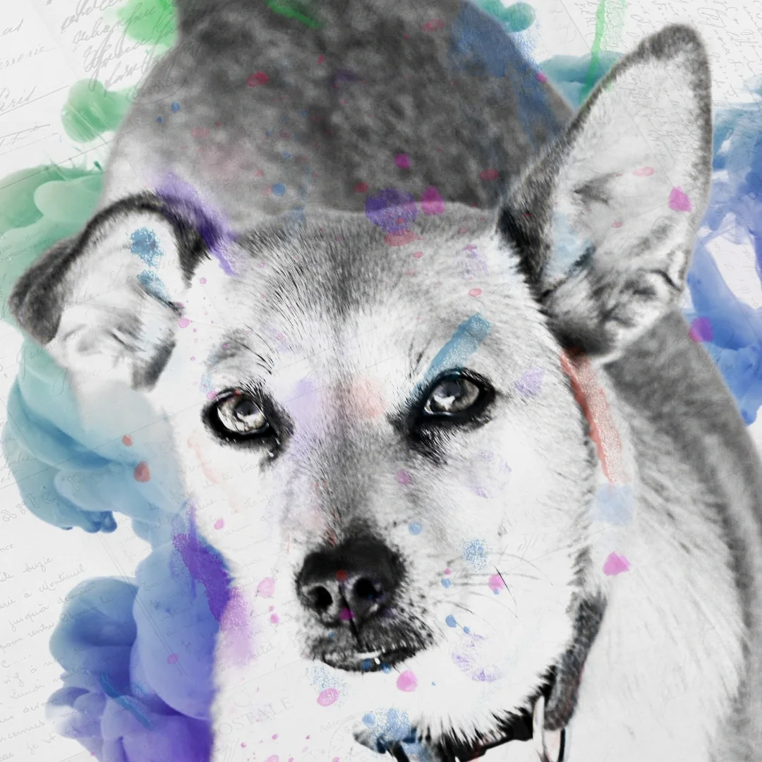 Pets & Family Creche Canina - Porto