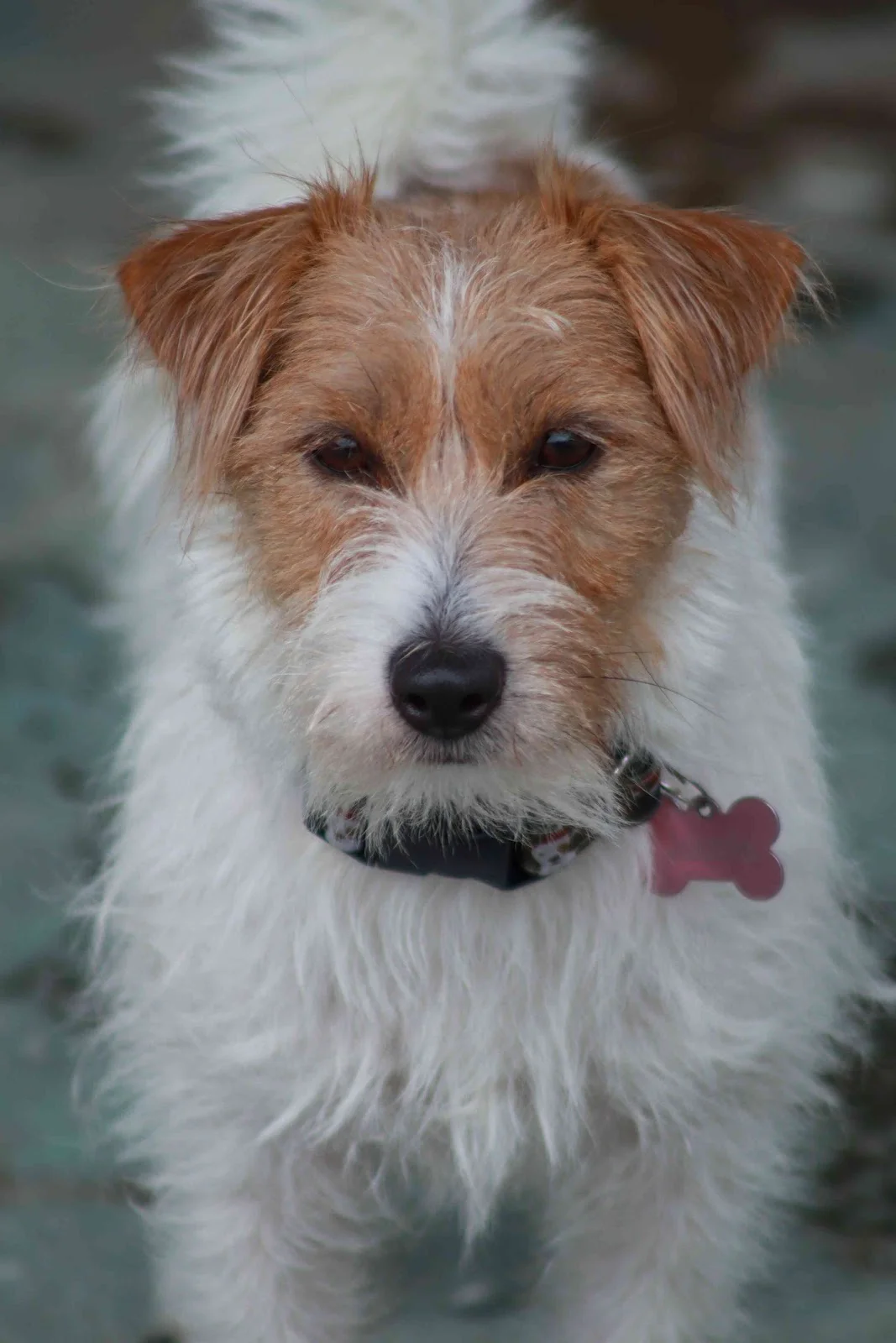 Pets & Family Creche Canina - Porto — 2
