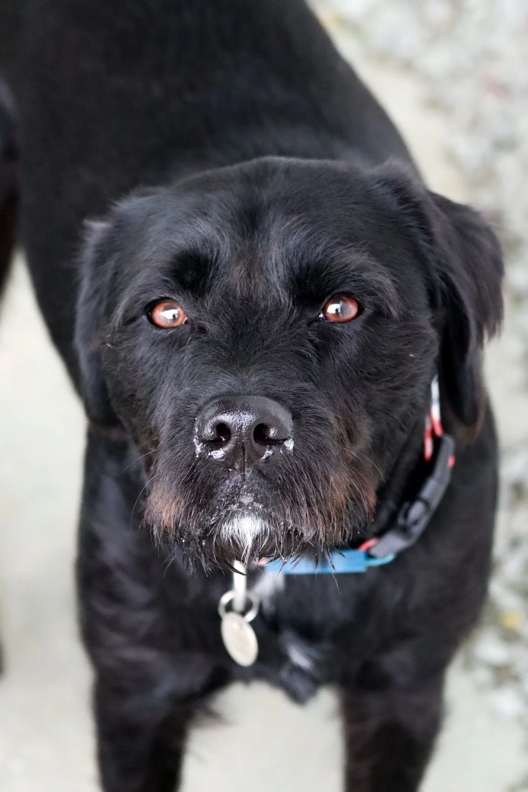 Pets & Family Creche Canina - Porto — 3