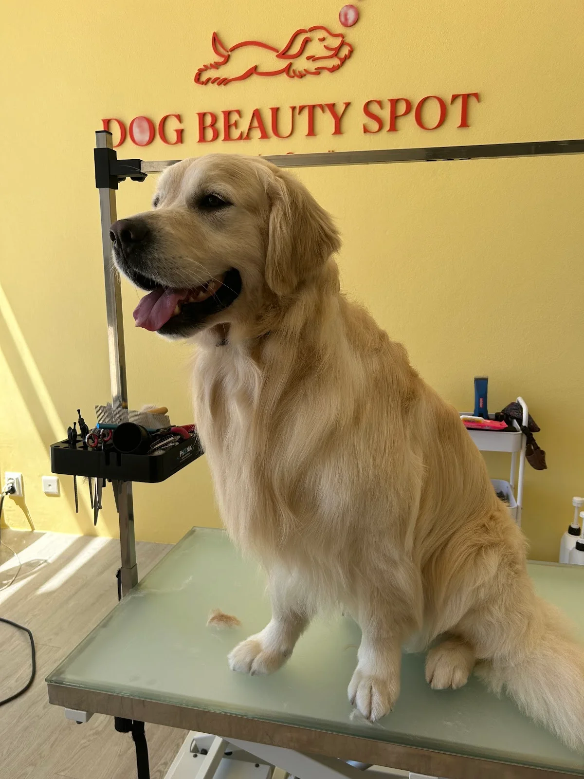 Dog Beauty Spot