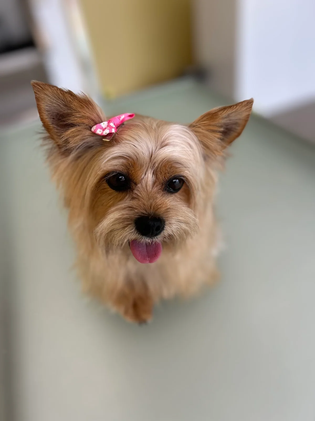 Dog Beauty Spot — 2