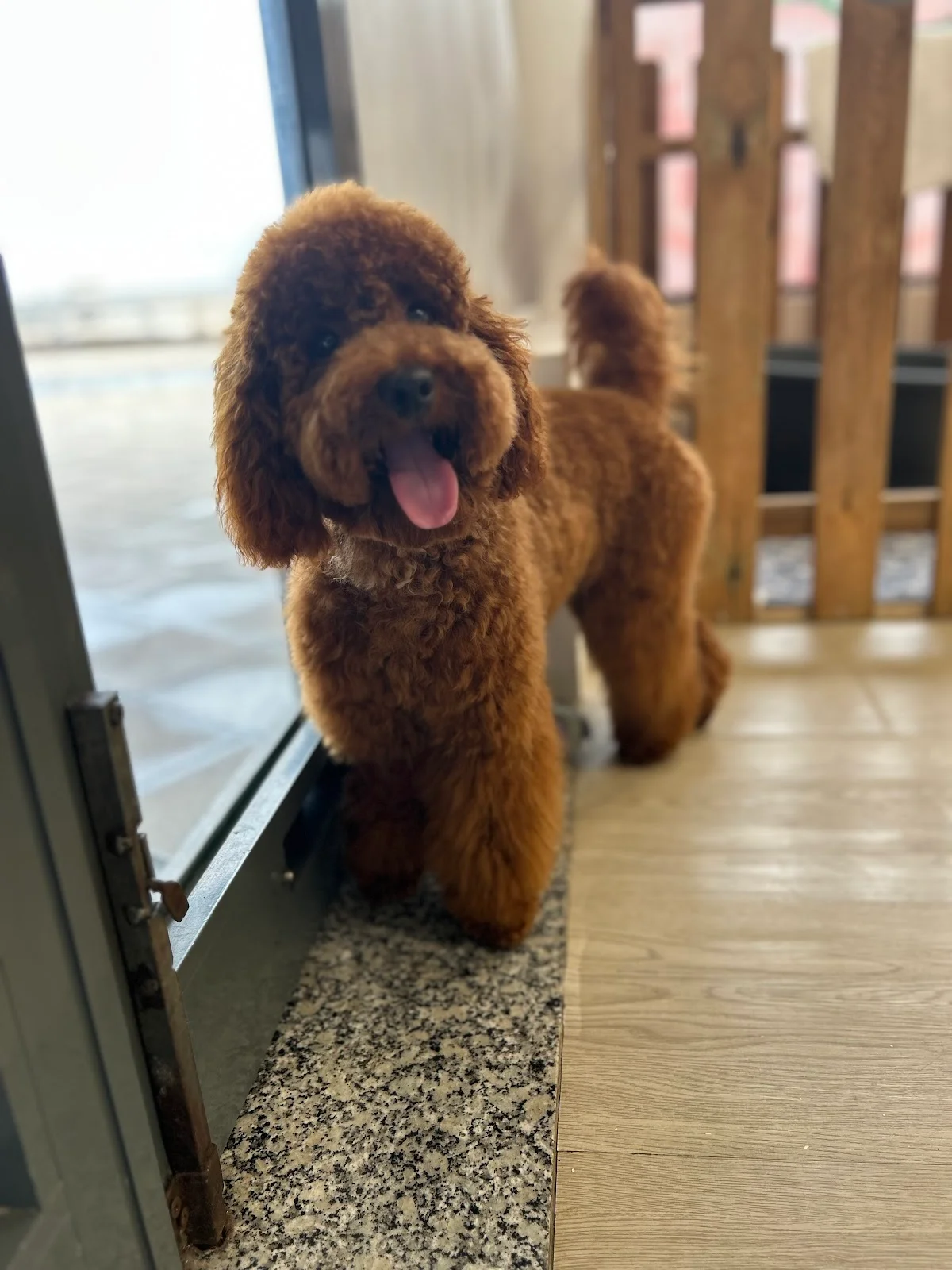 Dog Beauty Spot — 3