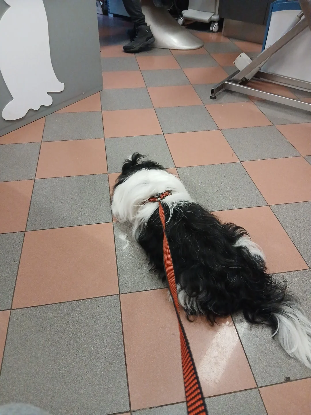 Clínica Veterinária do Lambert — 2