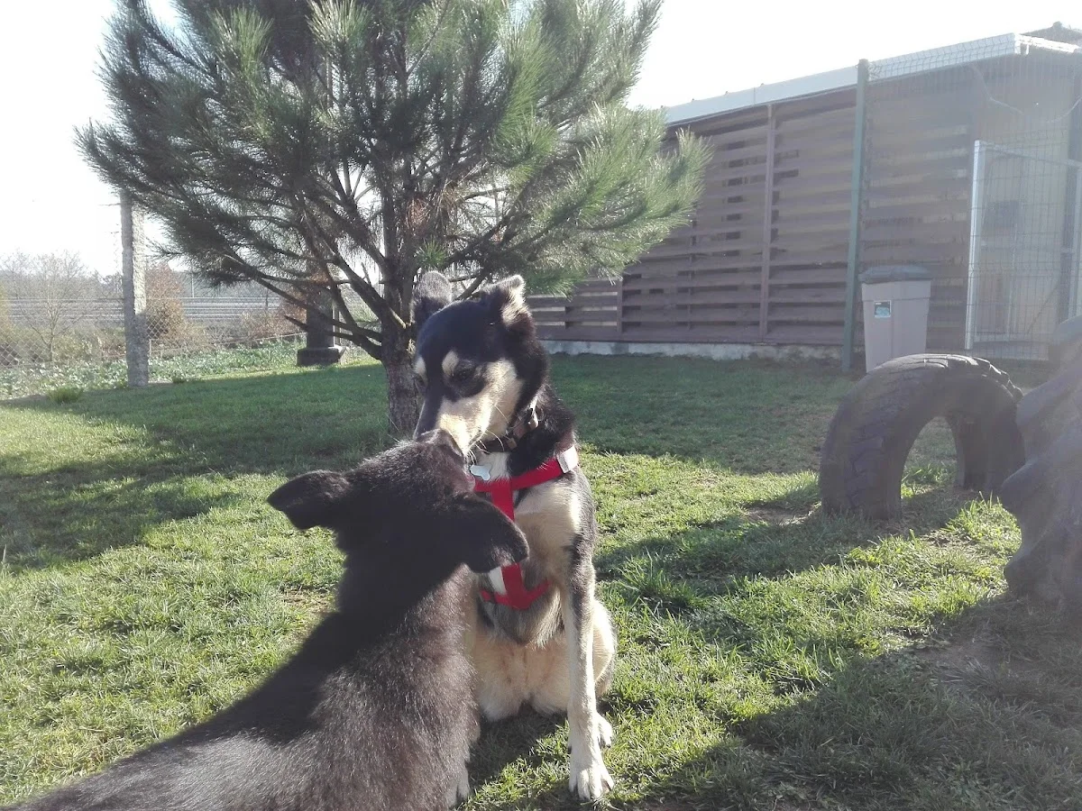 Dog Institute — 2